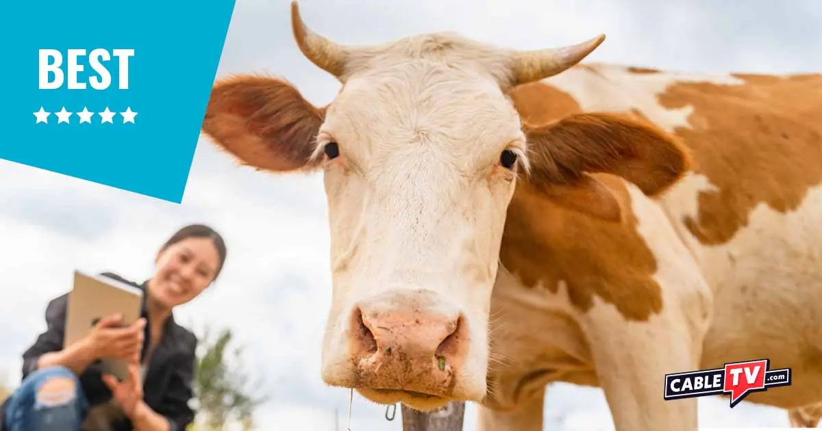 brown and white cow looking at the camera with a woman on an ipad in the background